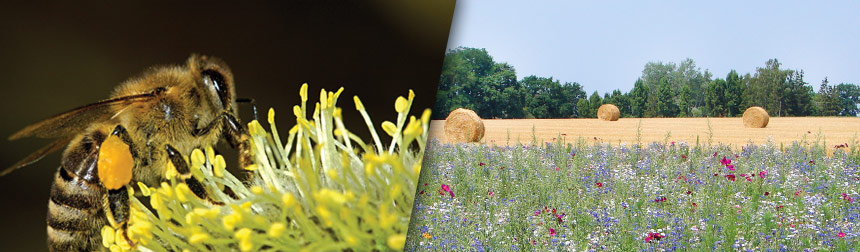 Bandeau-biodiversité-groupe-brangeon