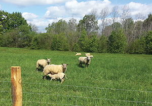 moutons-éco-pâturage-site-La-Poitevinière-Groupe-Brangeon