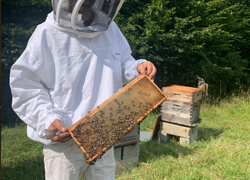 visuel 1 actu ruche abeilles groupe brangeon