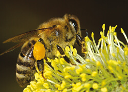 visuel abeille actu ruche groupe brangeon