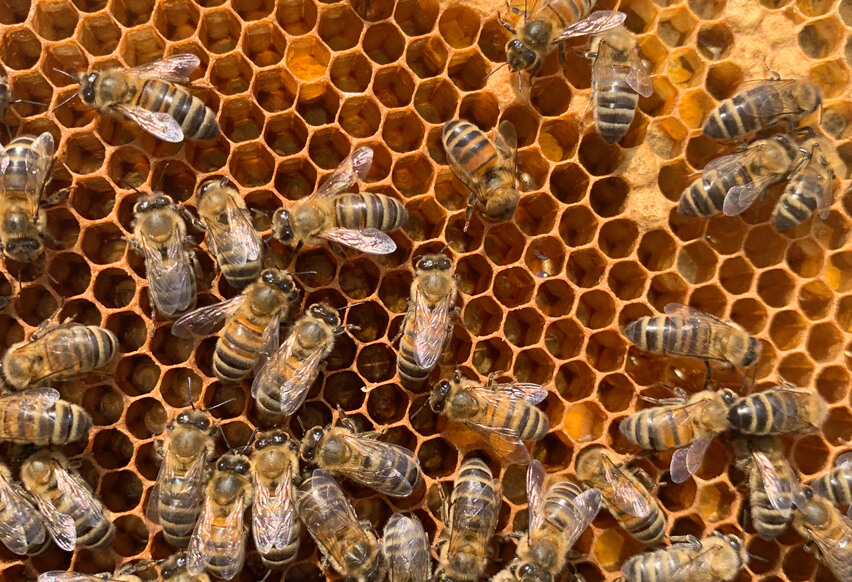Actu home ruches abeilles groupe brangeon